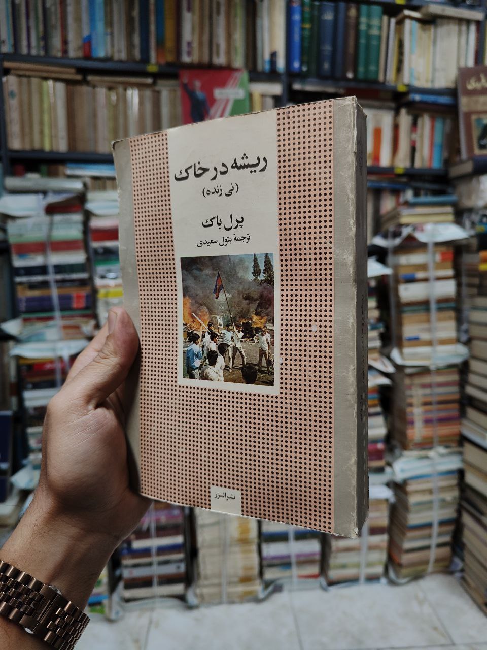 ریشه در خاک (نی زنده)